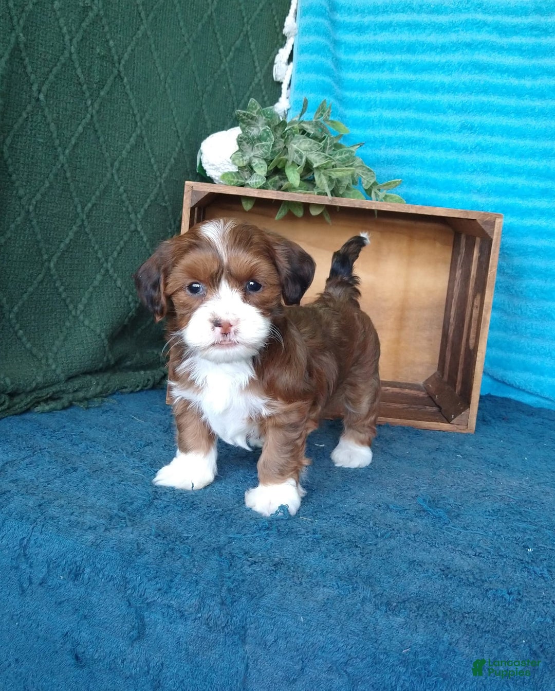 Havanese dogs for sale: Lilly - Image 9