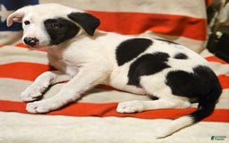 Border Collie dogs for sale: Bambi - Image 29