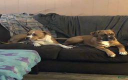 American Pit Bull Terrier dogs for sale: Helga - Image 29