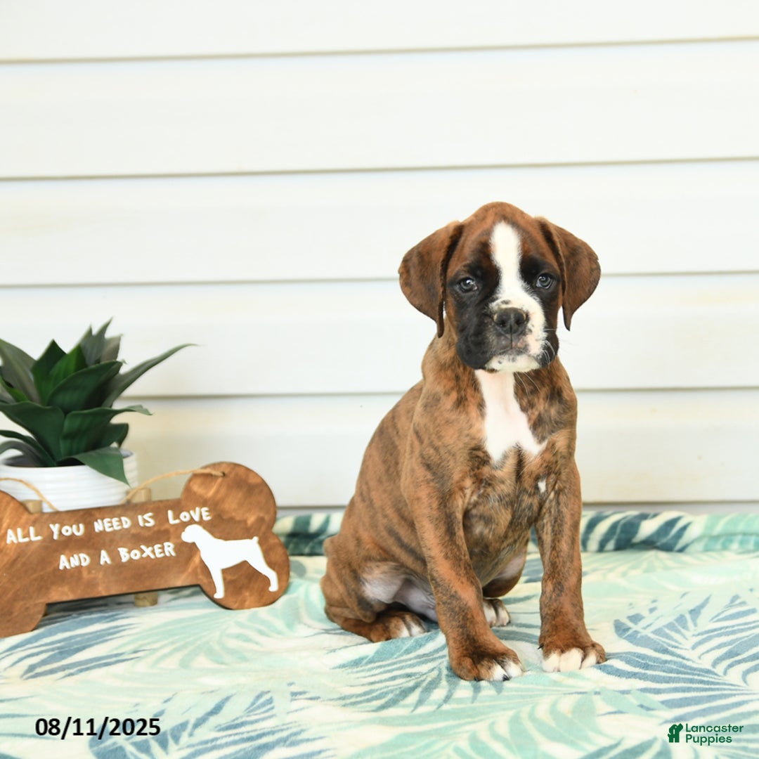 Boxer dogs for sale: Harry - Image 2
