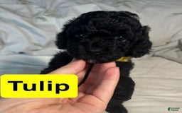 Cavapoo dogs for sale: Tulip - Image 1