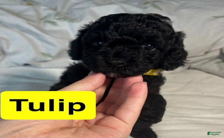Cavapoo dogs for sale - Ad 1
