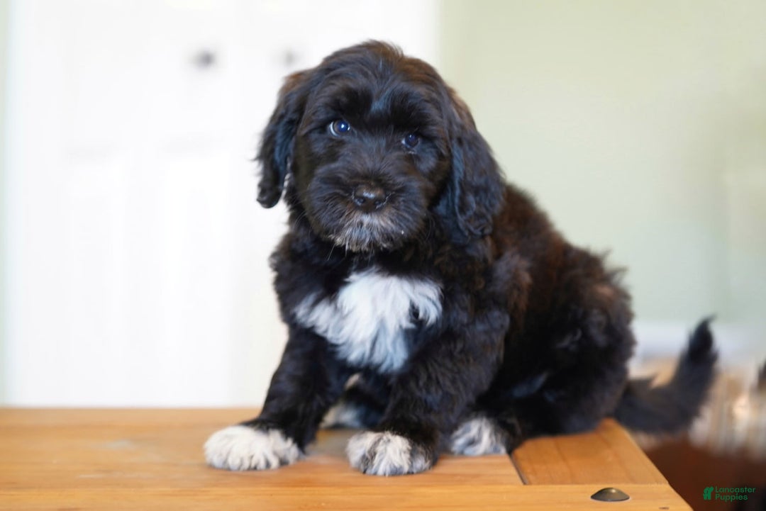 Portuguese Water Dog dogs for sale: Boots - Image 13