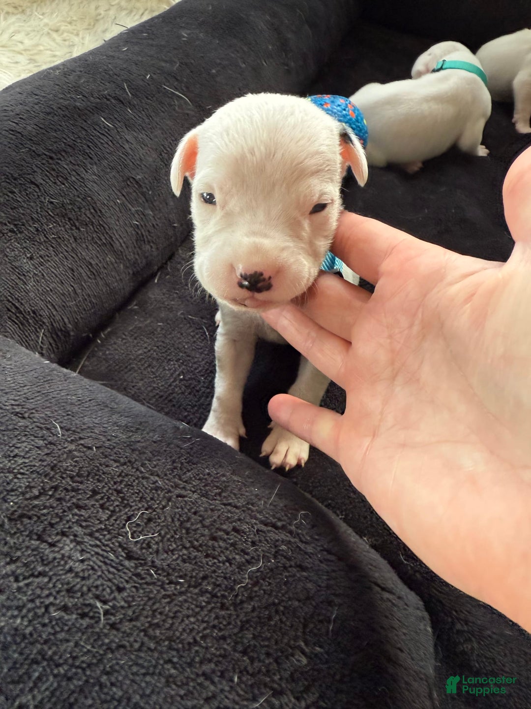 Dogo Argentino dogs for sale: M3 - Image 4