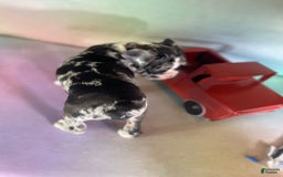 Frenchton dogs for sale: Cash Blue Eye Dna Clear - Image 7