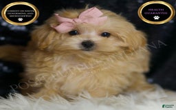 Maltipoo dogs for sale: Maltipoo 4 puppies - Image 1
