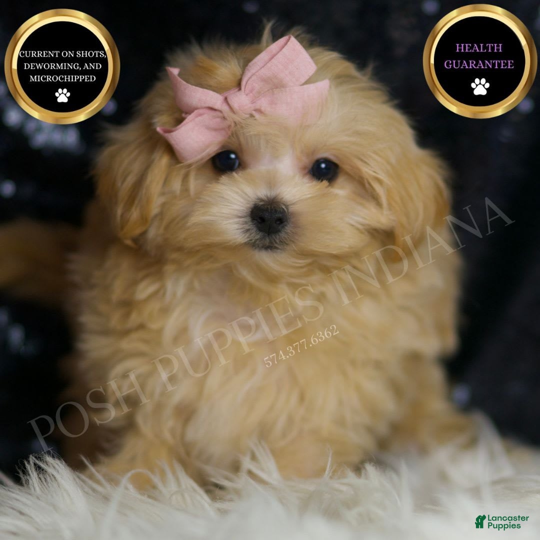 Maltipoo dogs for sale: Maltipoo 4 puppies - Image 1