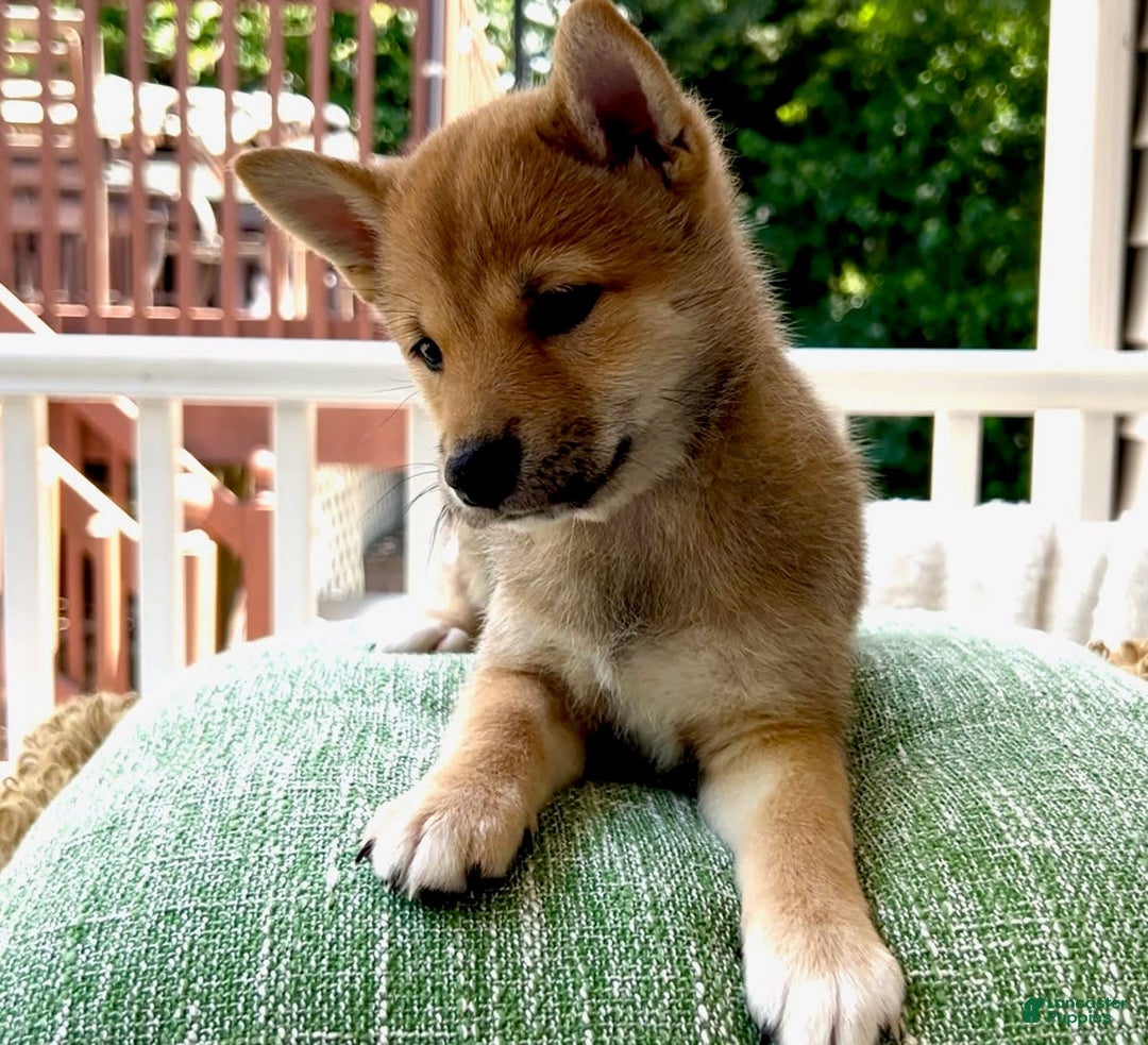 Shiba Inu dogs for sale: Juno - Image 2