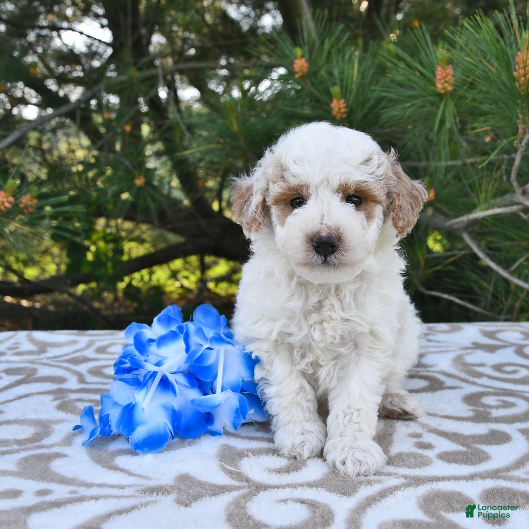 Mini Goldendoodle dogs for sale: Buster - Image 23