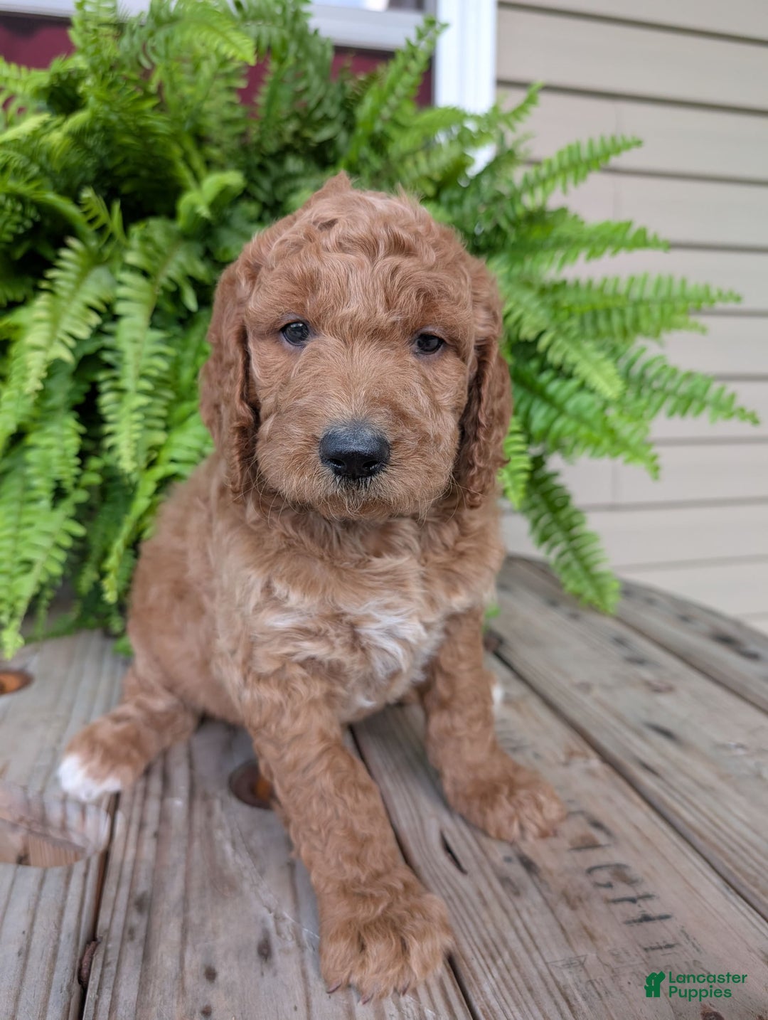 Goldendoodle dogs for sale: Maggie - Image 16