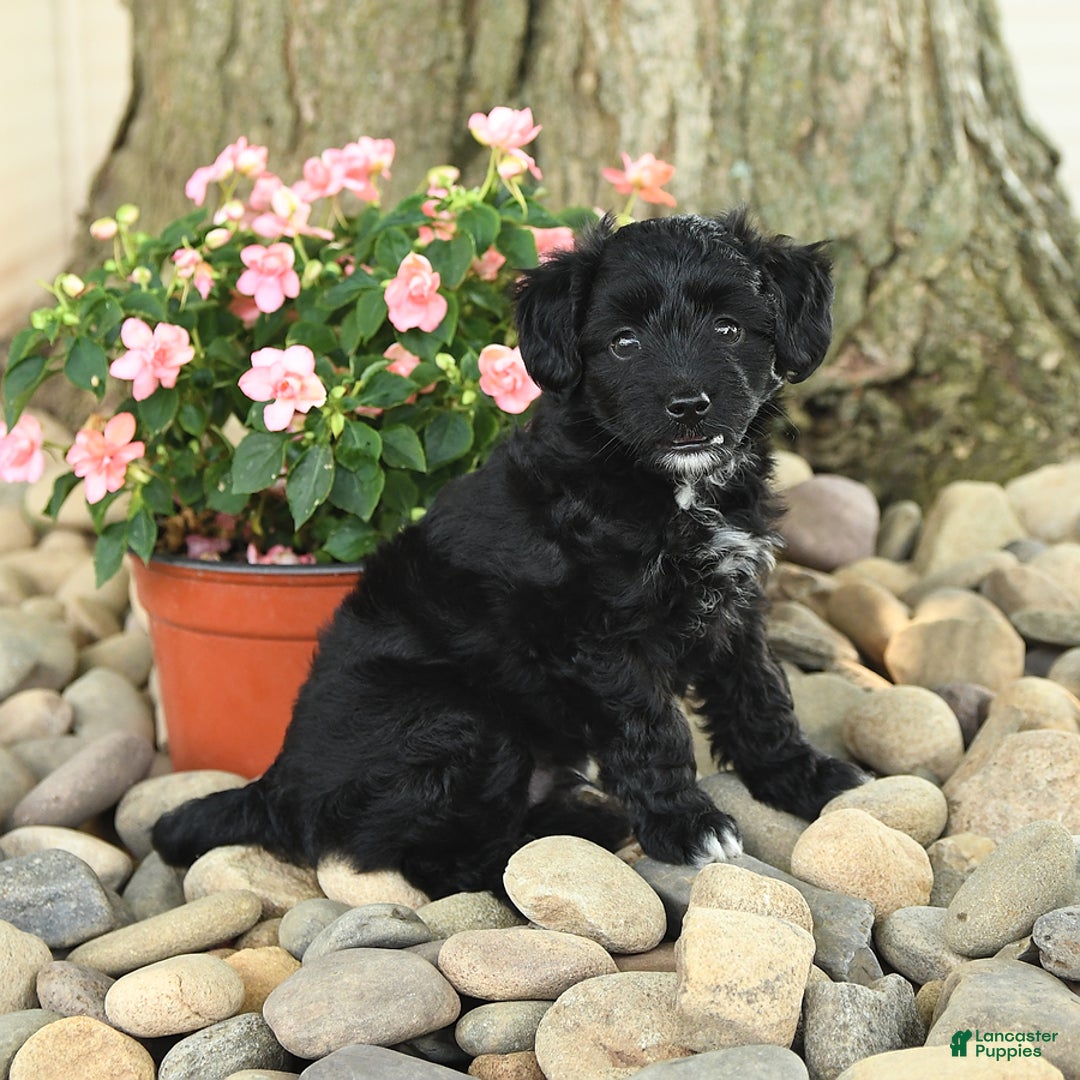 Mini Aussiedoodle dogs for sale: Willy - Image 3