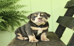 Olde English Bulldogge dogs for sale: Cassie - Image 9