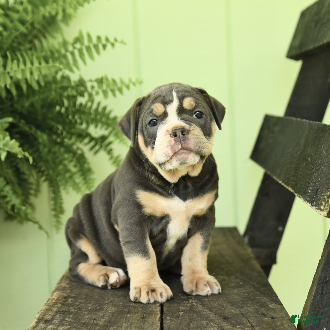 Olde English Bulldogge dogs for sale: Cassie - Image 9