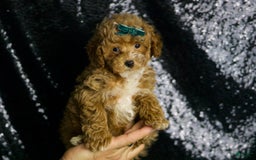 Maltipoo dogs for sale: Dominic - Image 7