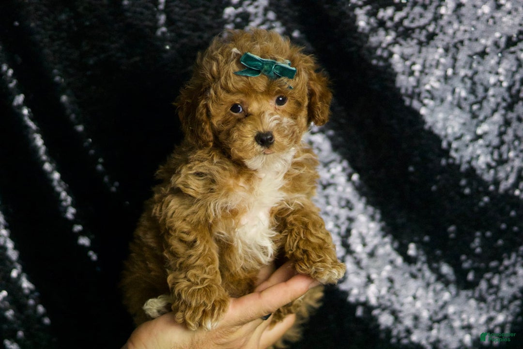 Maltipoo dogs for sale: Dominic - Image 7