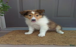 Collie dogs for sale: Debbie - Image 7