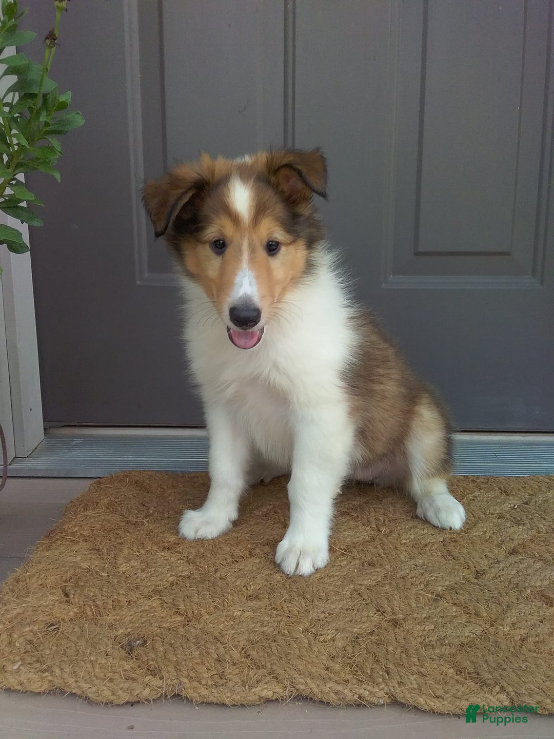 Collie dogs for sale: Debbie - Image 7