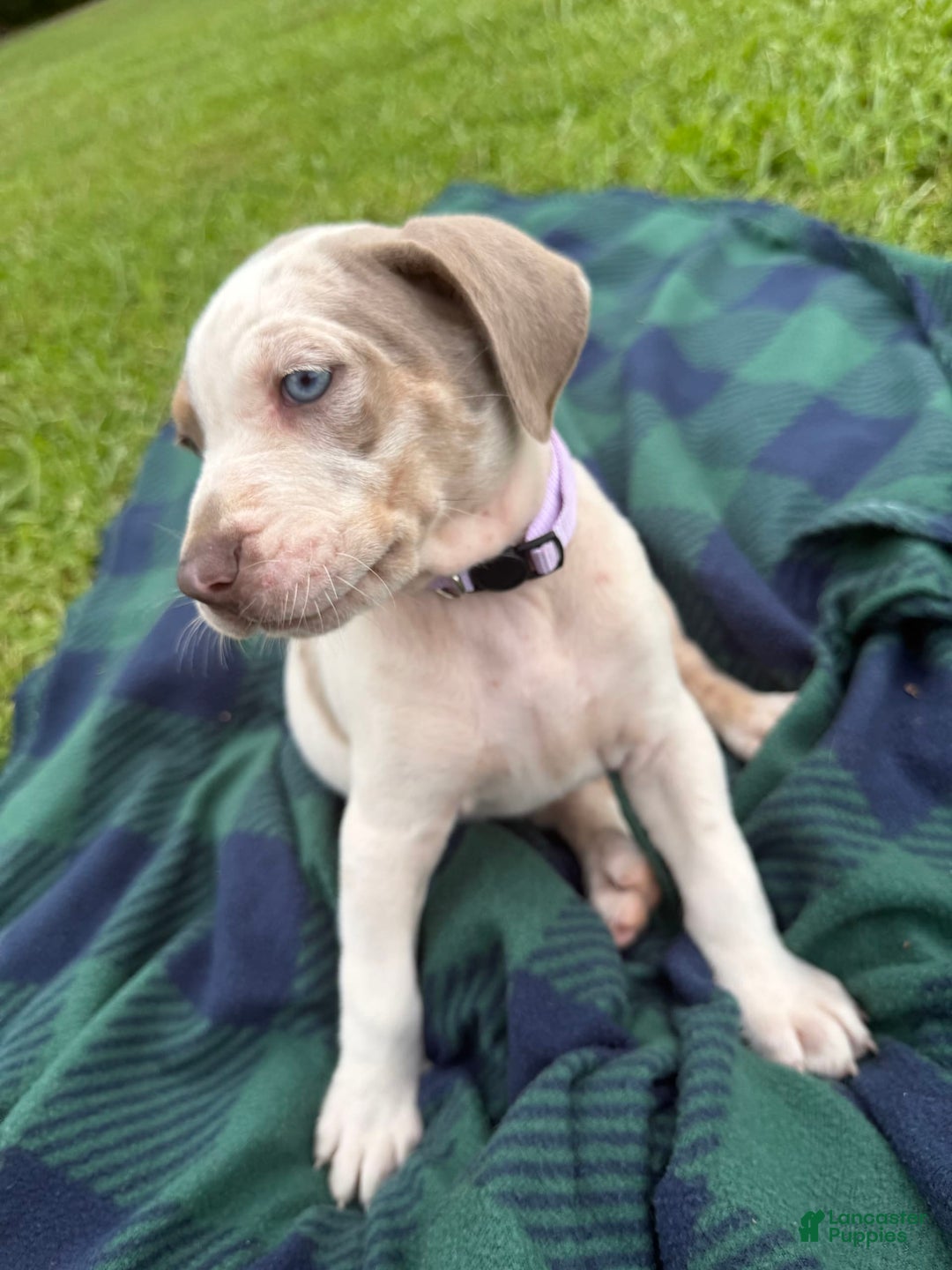 Catahoula Leopard Dog dogs for sale: Lavender - Image 4