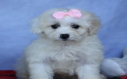 Shihpoo dogs for sale: Callie - Image 13
