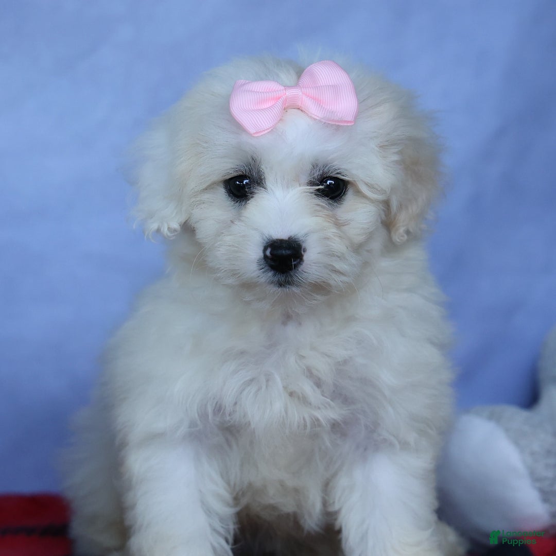 Shihpoo dogs for sale: Callie - Image 13