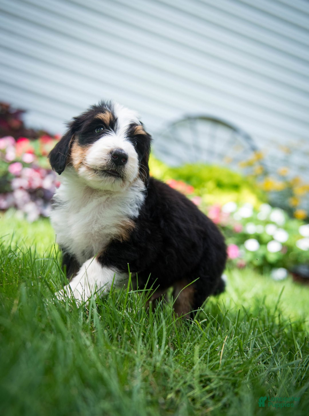 Bernedoodle dogs for sale: Ranger - Image 13