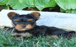 Yorkshire Terrier dogs for sale: Joyanna - Image 5