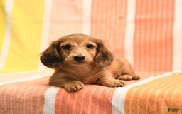 Dachshund dogs for sale: Katie - Image 2