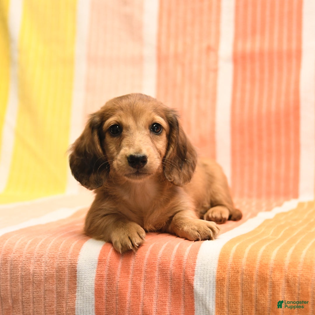 Dachshund dogs for sale: Katie - Image 2