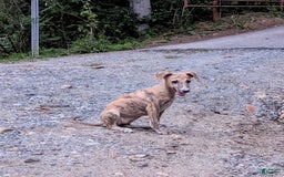 Whippet dogs for sale: Millie - Image 8