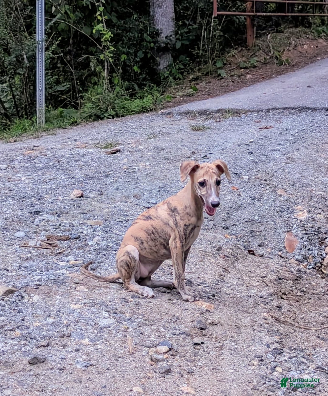Whippet dogs for sale: Millie - Image 8