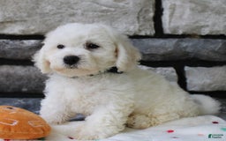 Bichon Frise dogs for sale: Lenny - Image 4