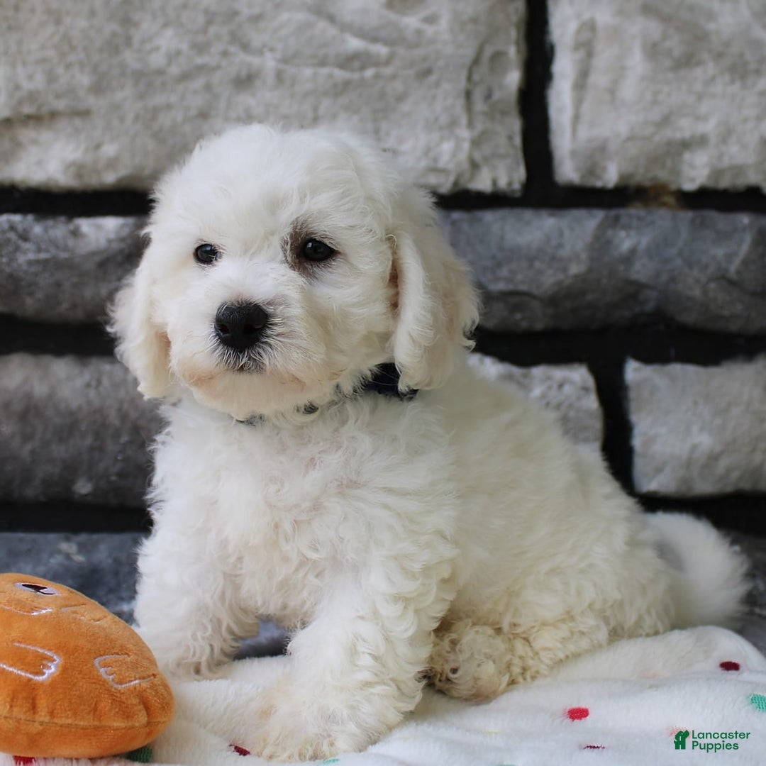 Bichon Frise dogs for sale: Lenny - Image 4