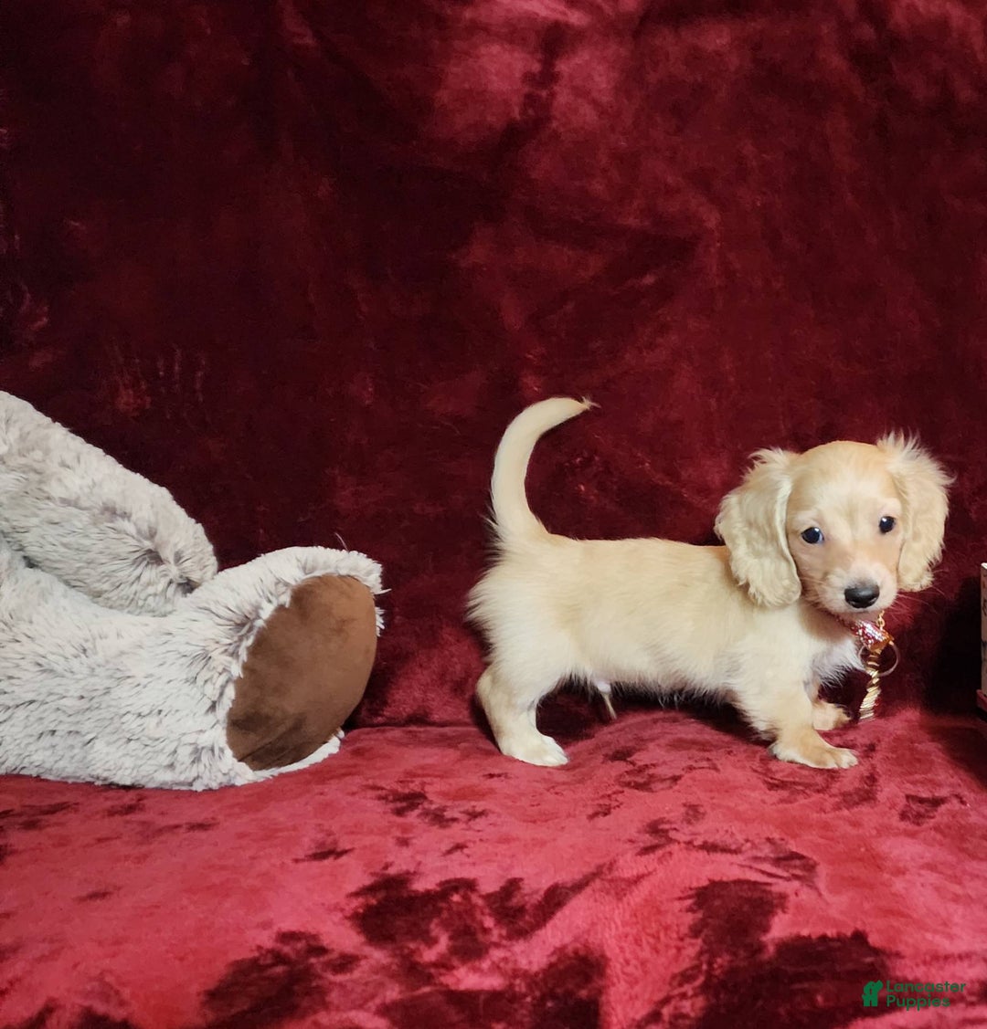 Miniature Dachshund dogs for sale: Nugget - Image 25