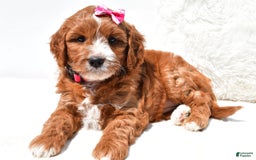 Mini Goldendoodle dogs for sale: Rosie - Image 1