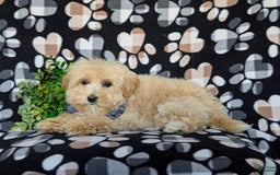 Maltipoo dogs for sale: Sully - Image 3