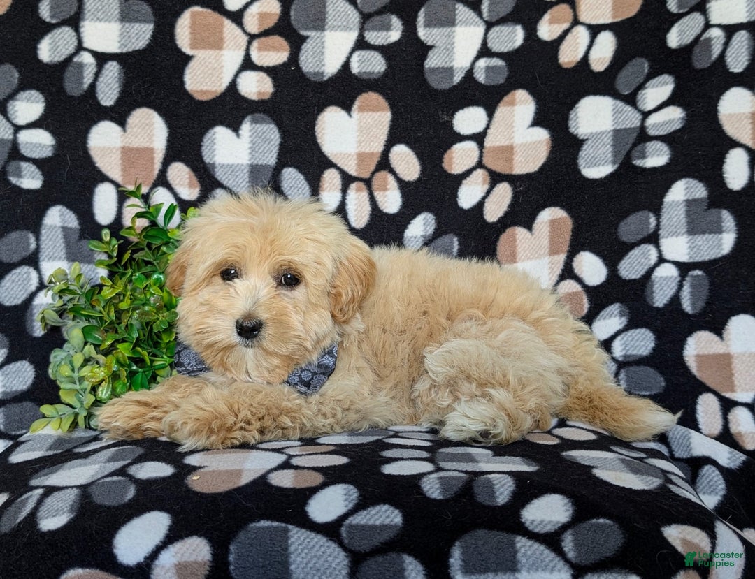 Maltipoo dogs for sale: Sully - Image 3