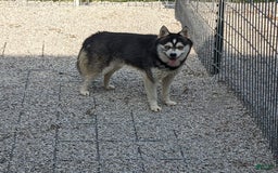 Alaskan Klee Kai dogs for sale: Snowball - Image 5