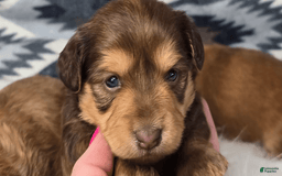 Miniature Dachshund dogs for sale: Elsie - Image 1