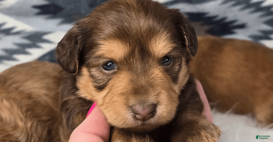 Miniature Dachshund dogs for sale: Elsie - Image 1