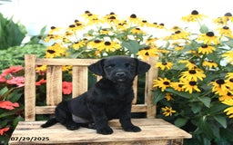 Rat Terrier dogs for sale: Ruby - Image 3