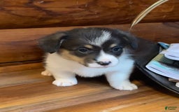 Welsh Corgi Pembroke dogs for sale: Jimmy - Image 9