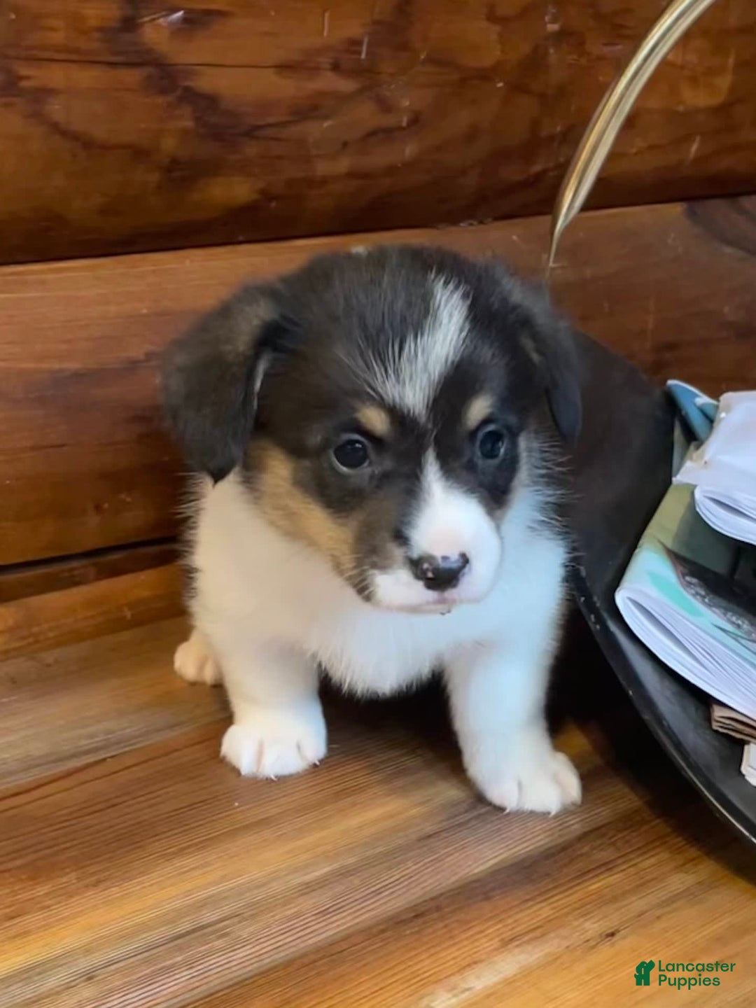 Welsh Corgi Pembroke dogs for sale: Jimmy - Image 9