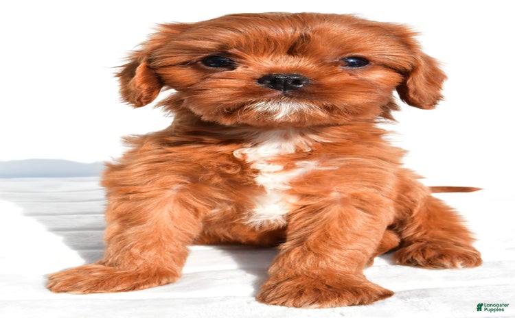 Cavapoo dogs for sale - Ad 3