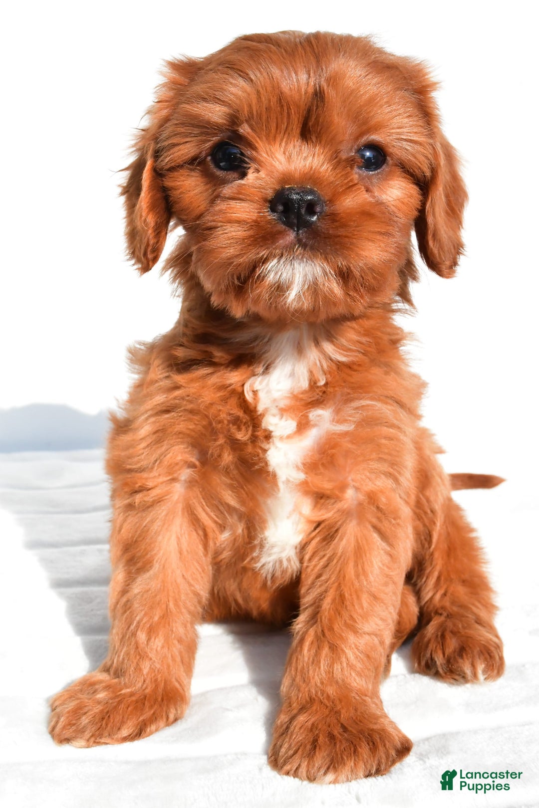 Cavapoo dogs for sale: Charlie - Image 8