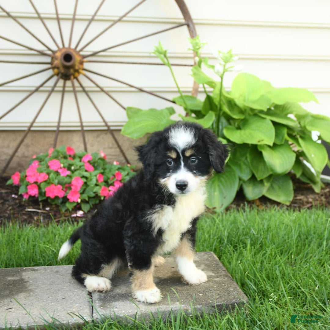 Mini Bernedoodle dogs for sale: Penny - Image 4