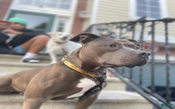 American Pit Bull Terrier dogs for sale: Butta - Image 2