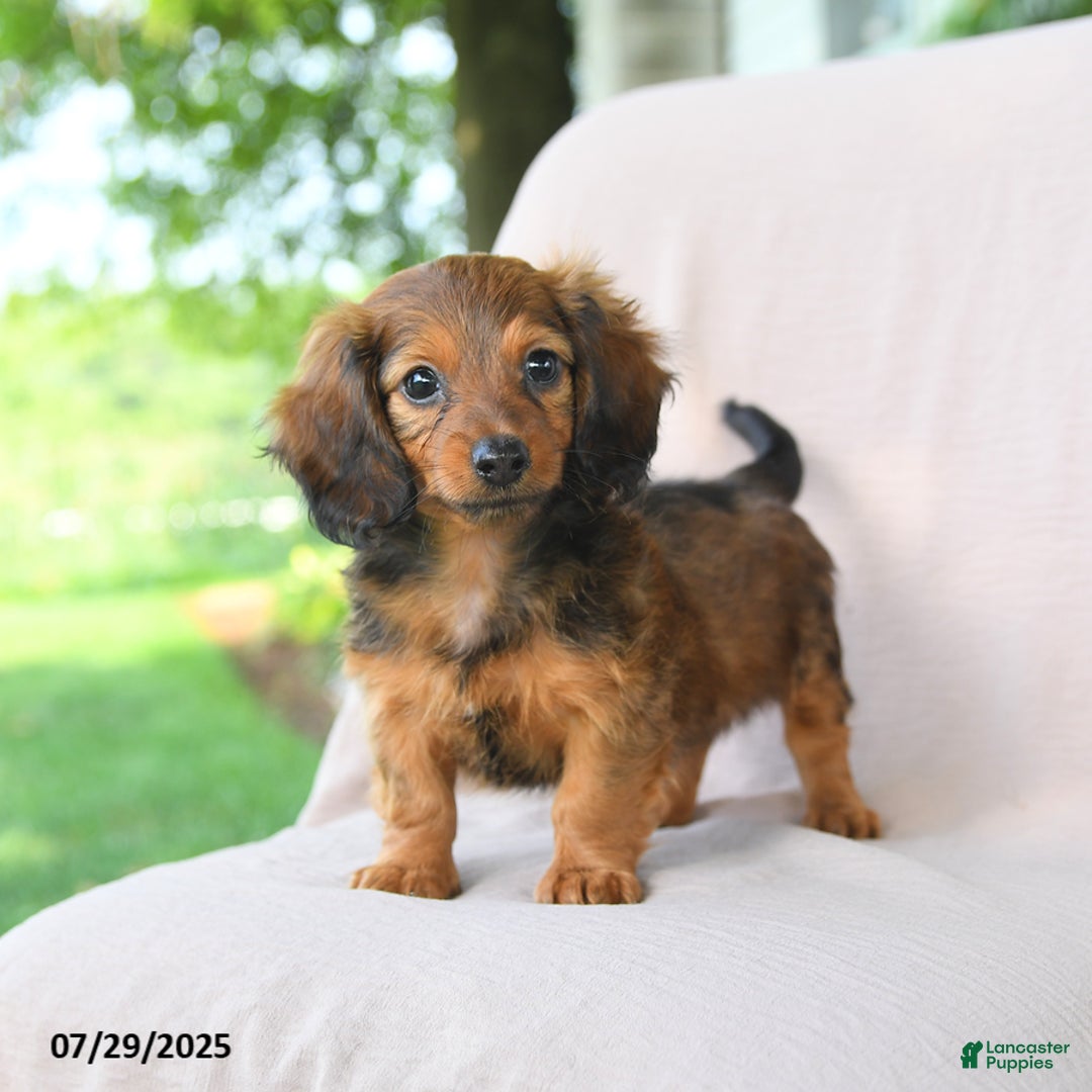 Miniature Dachshund dogs for sale: Asher - Image 4