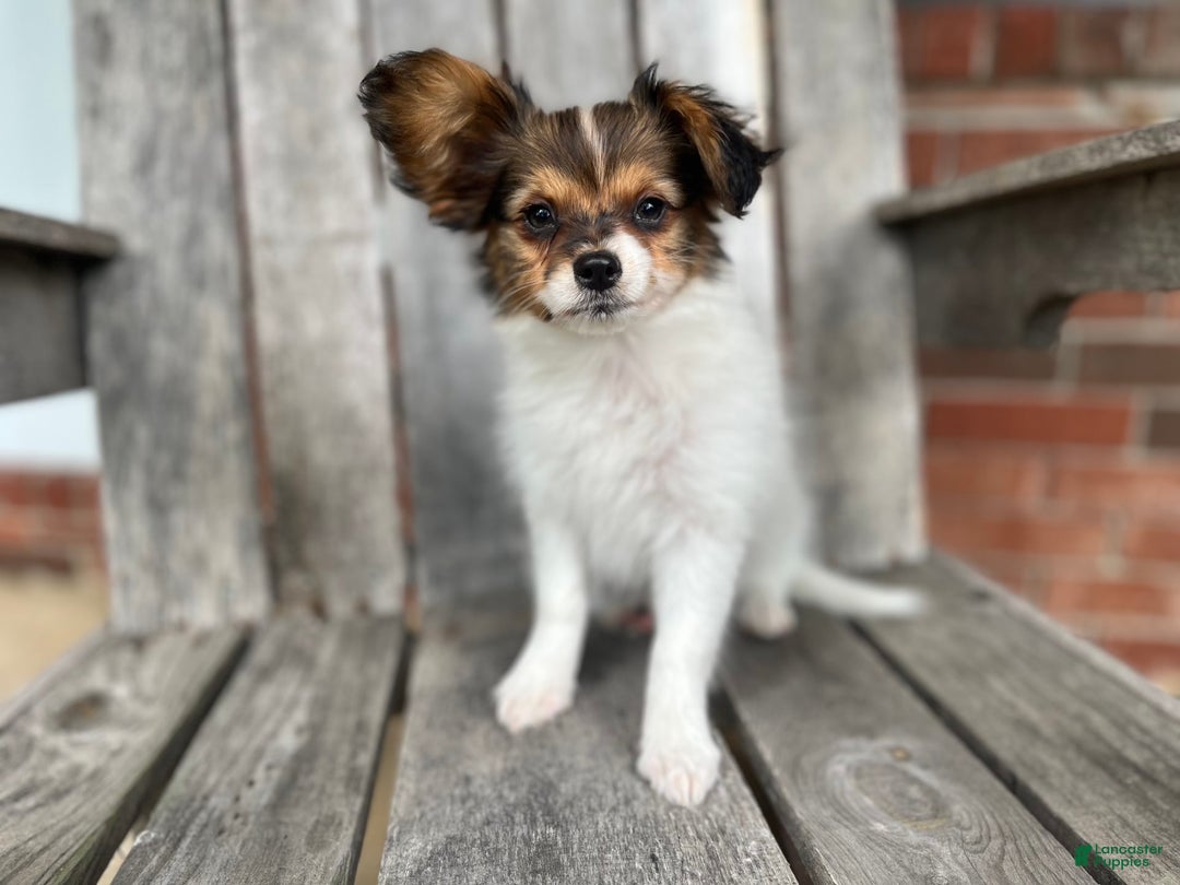 Papillon dogs for sale: Katies sable - Image 1