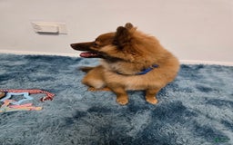 Pomeranian dogs for sale: Milo - Image 4