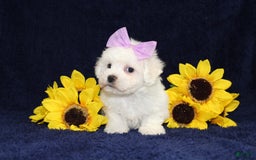 Bichon Frise dogs for sale: Unicorn - Image 6